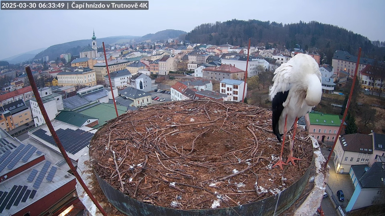Tiešraidē no stārķa ligzdas uz alus darītavas skursteņa Trutnovā 11-8-19 screenshot