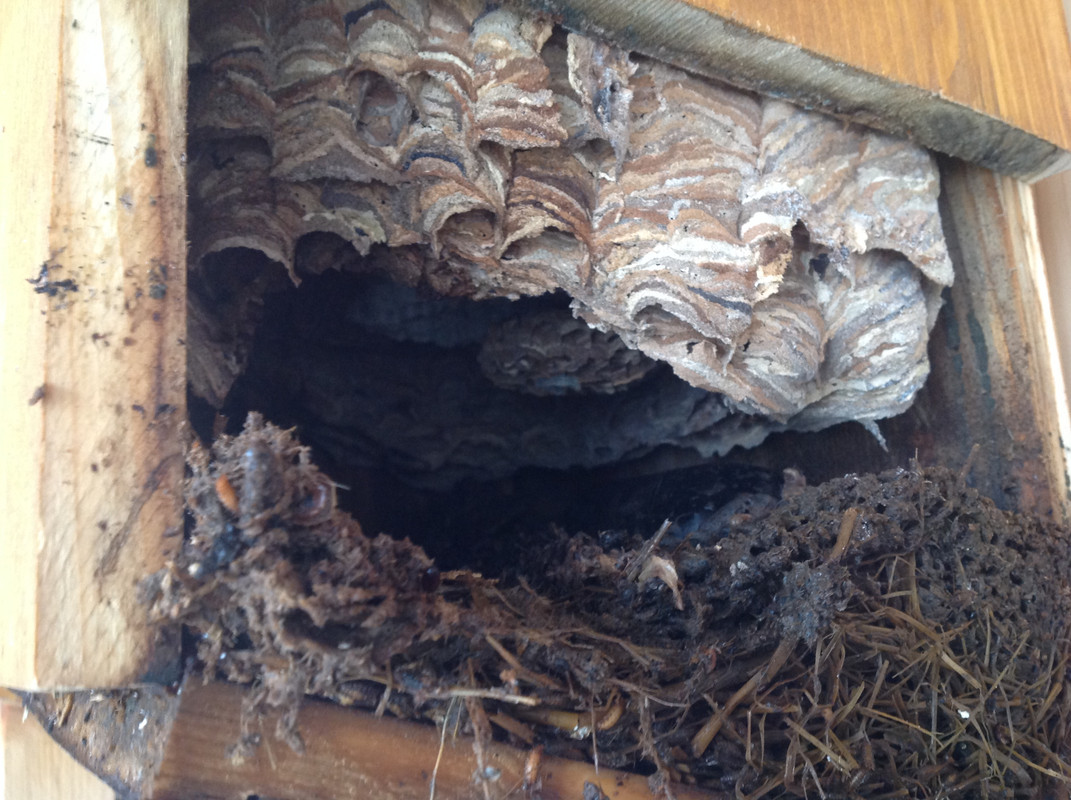 Nestöffnung 12. Nov. 2015 (3)