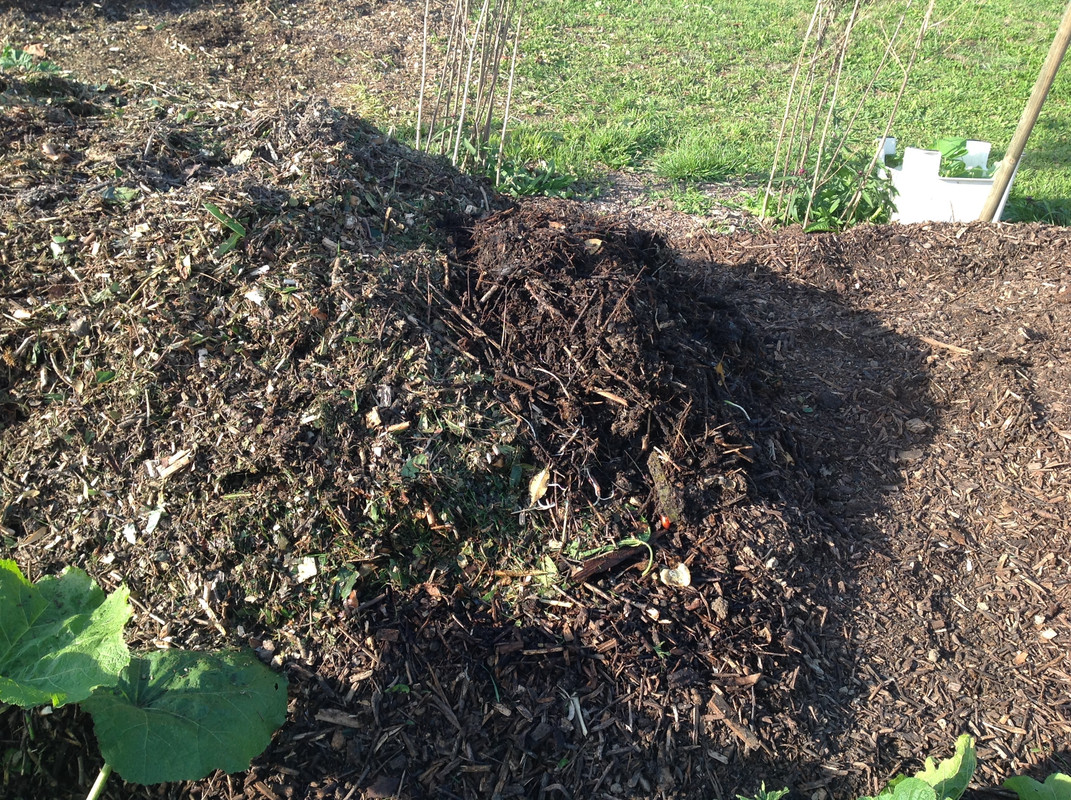 Kompostmiete Aus Drei mach Eins 3.Okt. 2015 (12)