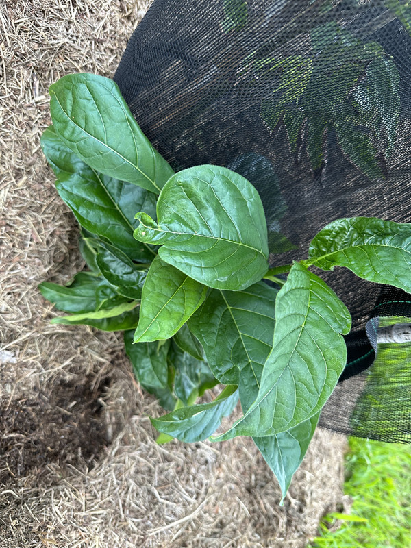 21858B22-FF50-4B88-B07D-8C667B6747FA