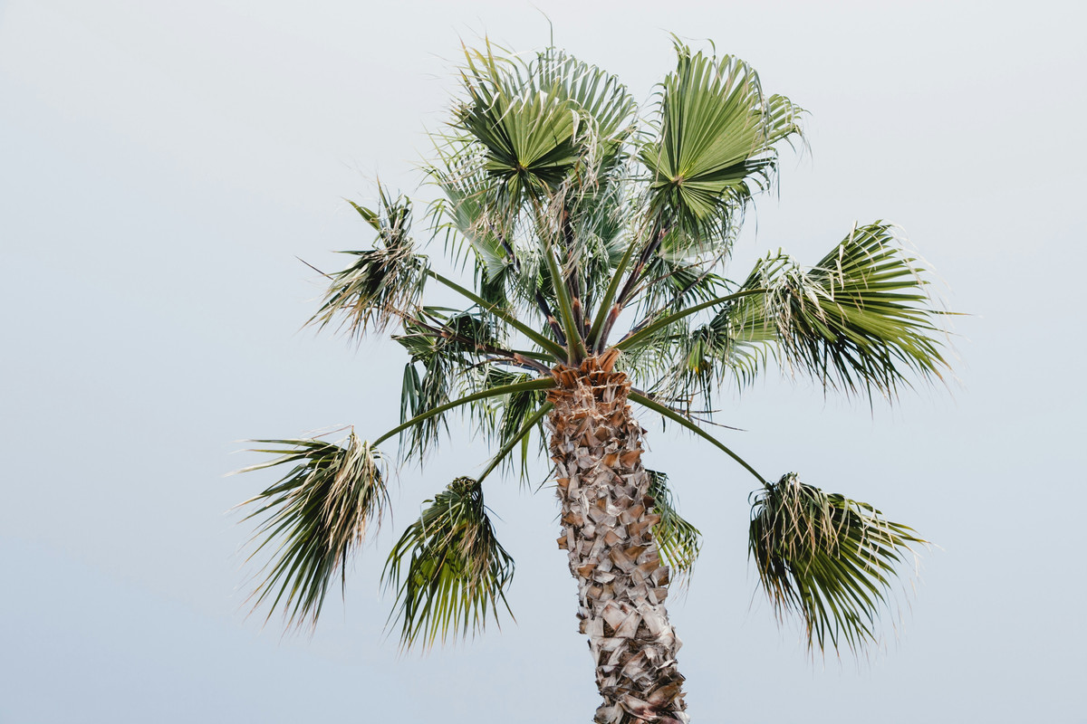 Palm view over the Mediterranean