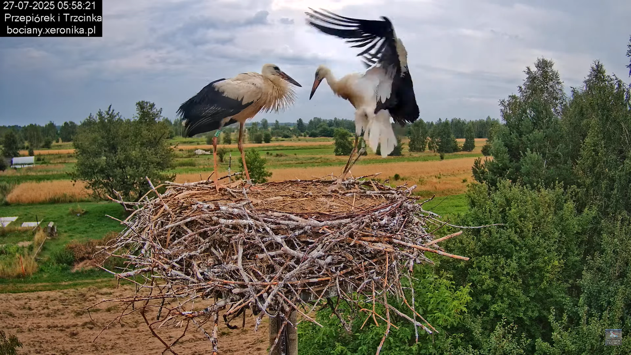 27072025bociany10