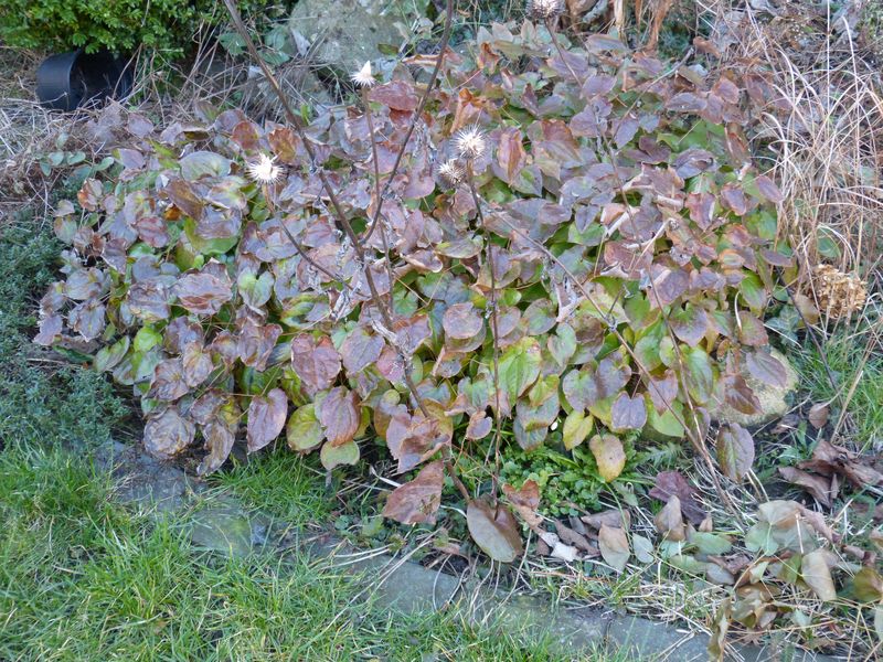 2014-02-24 Epimedium 'Orangekönigin'