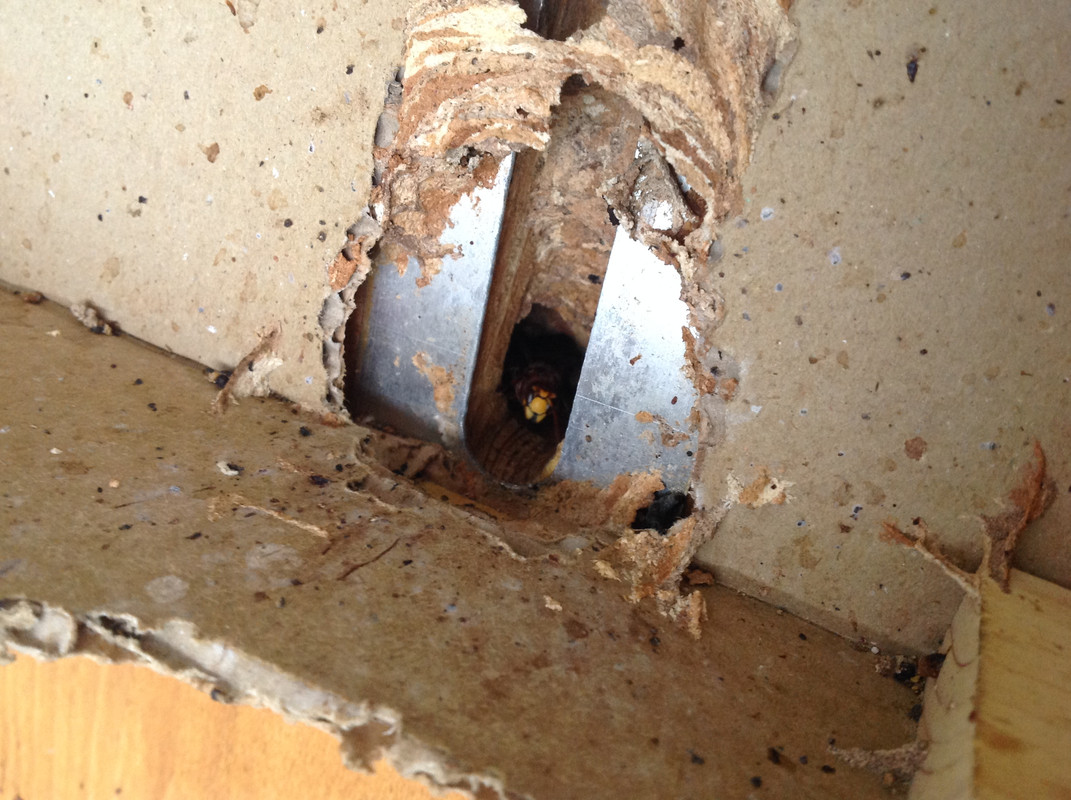 Vespa crarbo germana 29.Oktober 2015 (1)