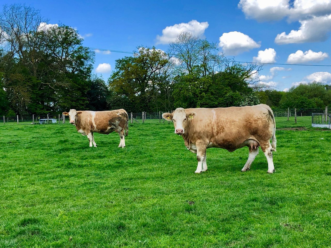 cows-tunnel.jpg