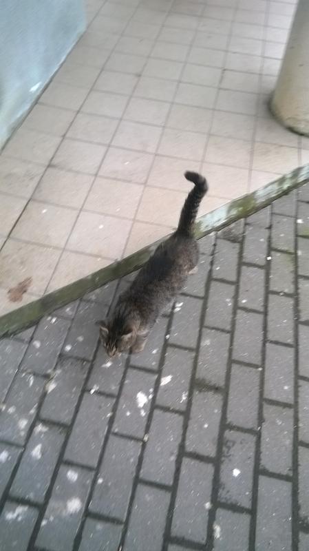 кот с ул.кунцевщина