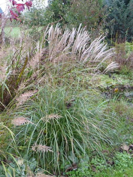 2014-10-26 Miscanthus 'Hermann Müssel'
