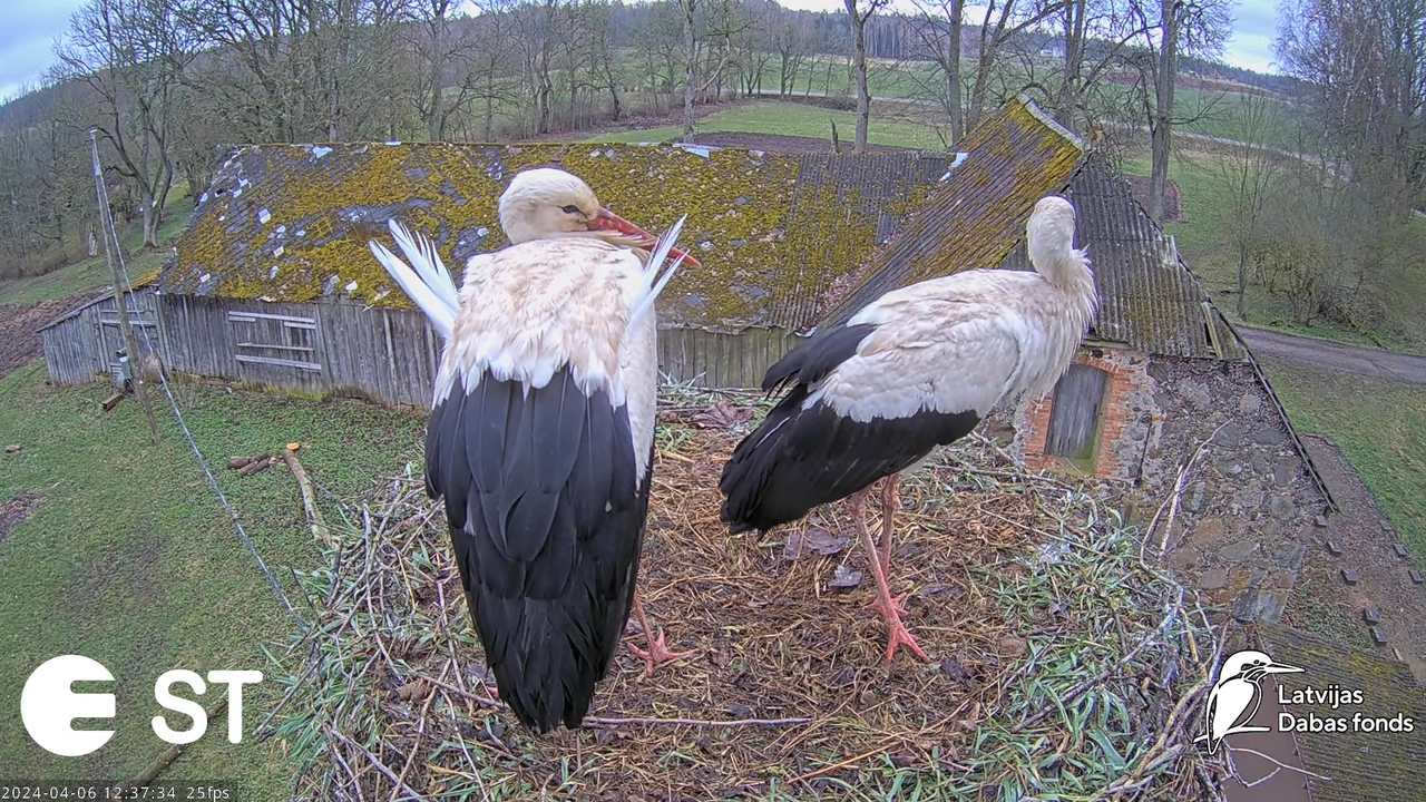 Baltie stārķi (Ciconia ciconia) Tukuma novadā - LDF tiešraide __ White storks in Tukums, Latvia 15-3