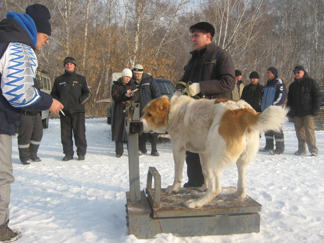 2009.11.21 Вес АТАР 74кг 2г8м (2)