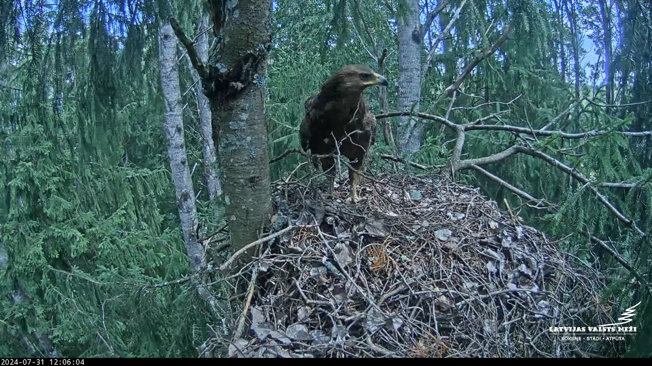 LVM mazais ērglis Lielā sala, egle – Lesser Spotted Eagle 8-2-52 screenshot