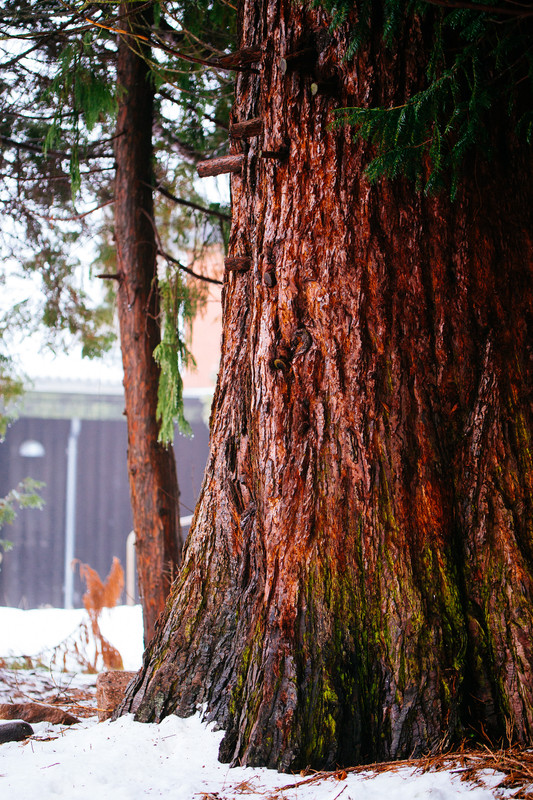 20210217_IMG_1588_matte_no_resize