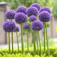 алиум гладиатор