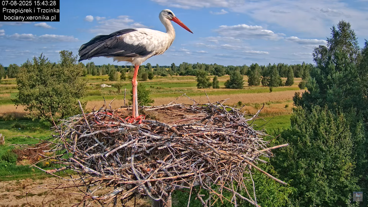 07082025bociany22