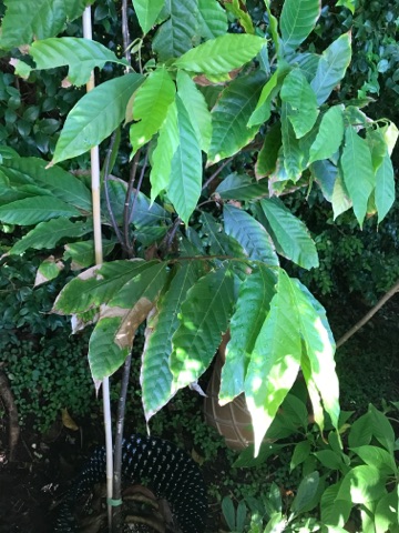 Cacao b 7 2017