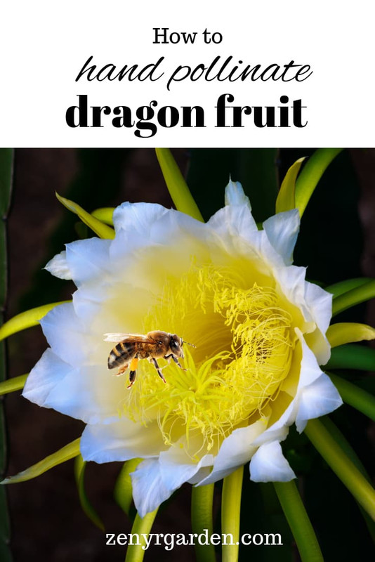 how-to-hand-pollinate-dragon-fruit.jpg