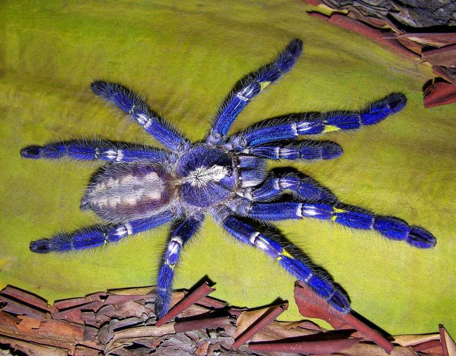 Интересные факты про Poecilotheria metallica - синий драгоценный паук Интересные факты про Poecilotheria metallica - синий драгоценный паук