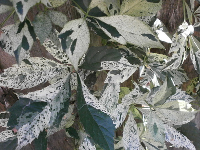 0_b2880_926c8de1_L