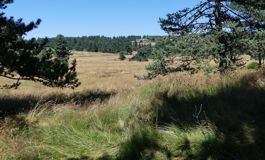 P1090236.jpg