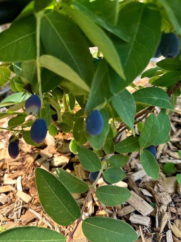 figs-913.jpg