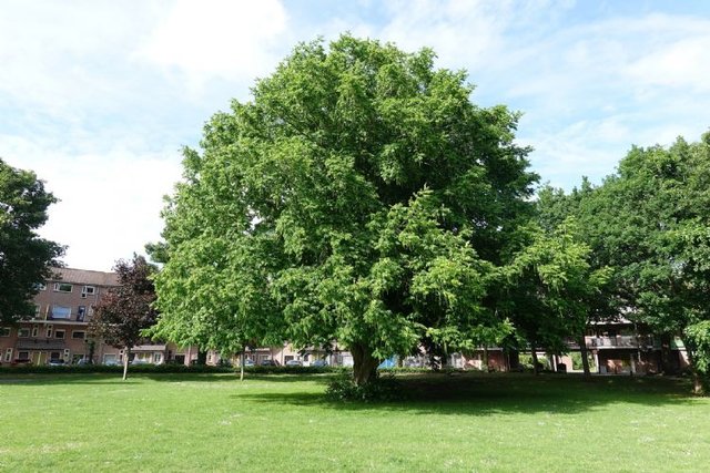 43218-groot.jpg