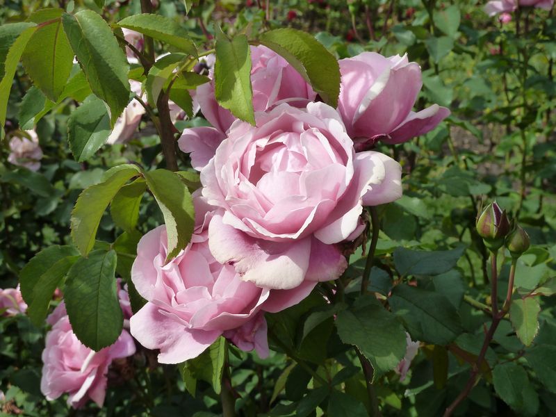 2013-08-22 Forst Dieter Müller1