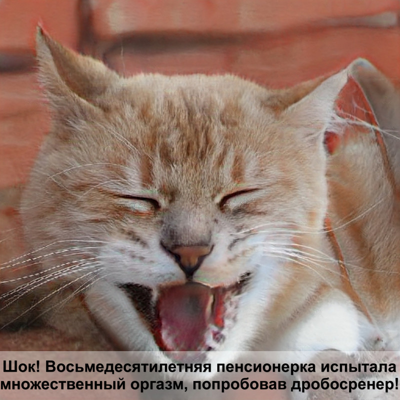 с кошки много шерсти