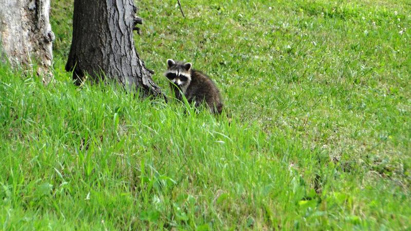 3.000 km por el este de Canadá - Blogs de Canada - Preparativos (6)