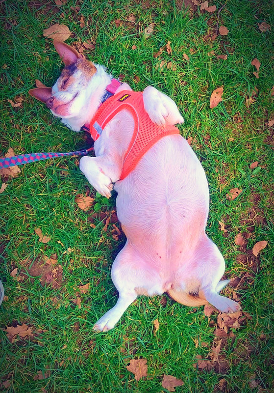 Walking Missy 3