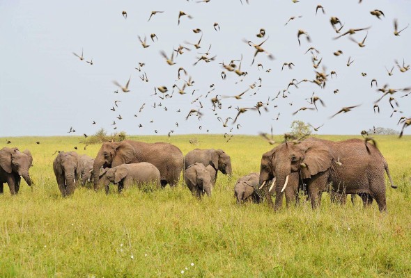luxury-African-safari-1.jpg