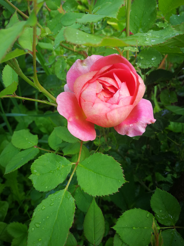 IMG_20240530_185031