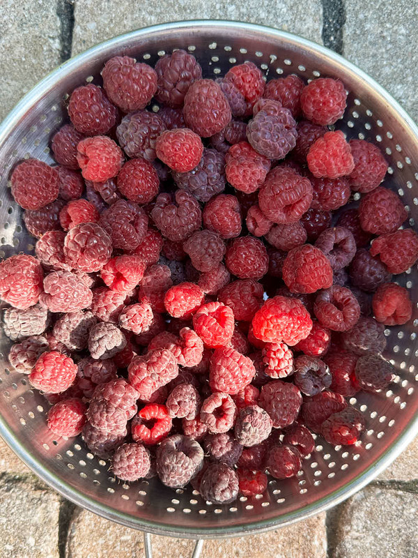 berries-11.jpg