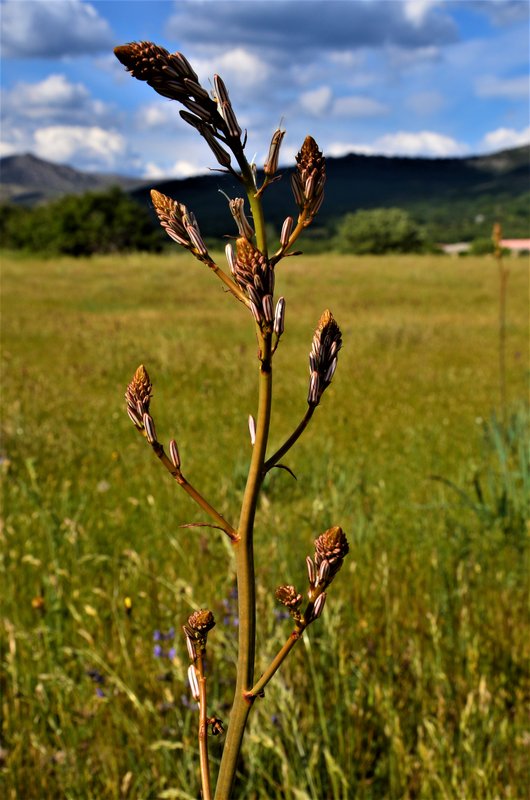 MADRID Y SUS PUEBLOS-2000/2022 - Blogs of Spain - MONTEJO DE LA SIERRA-24-5-2014 (31)