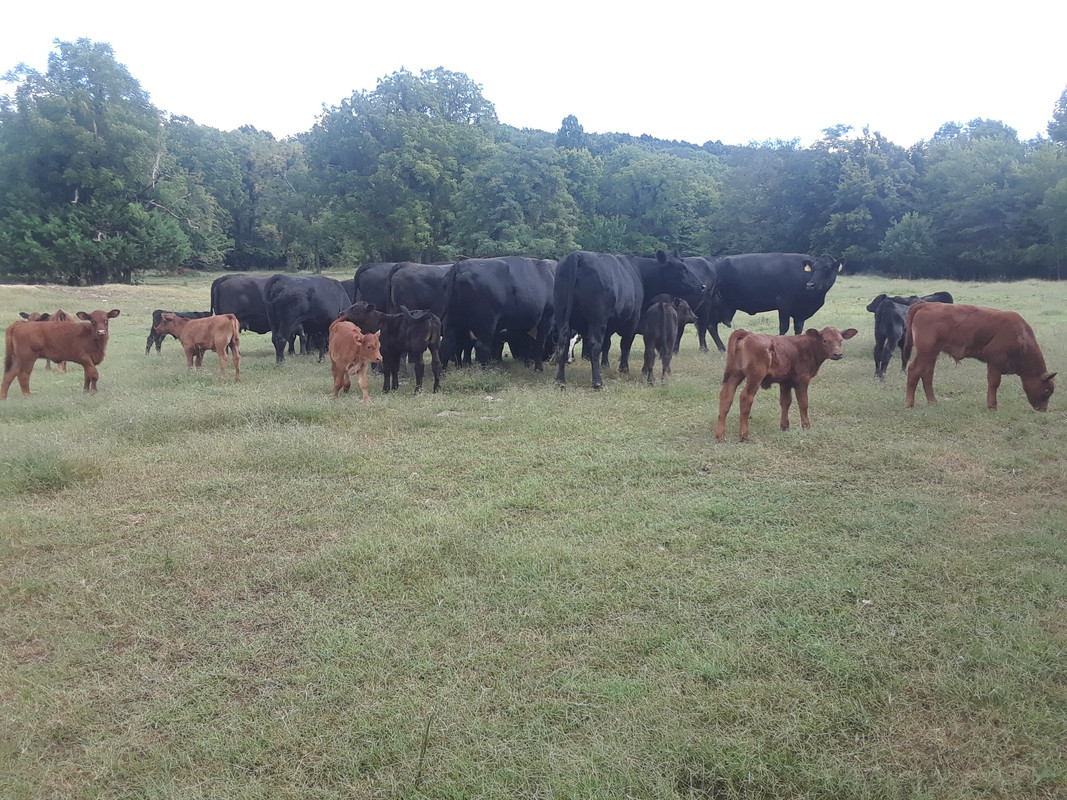 calf crop2