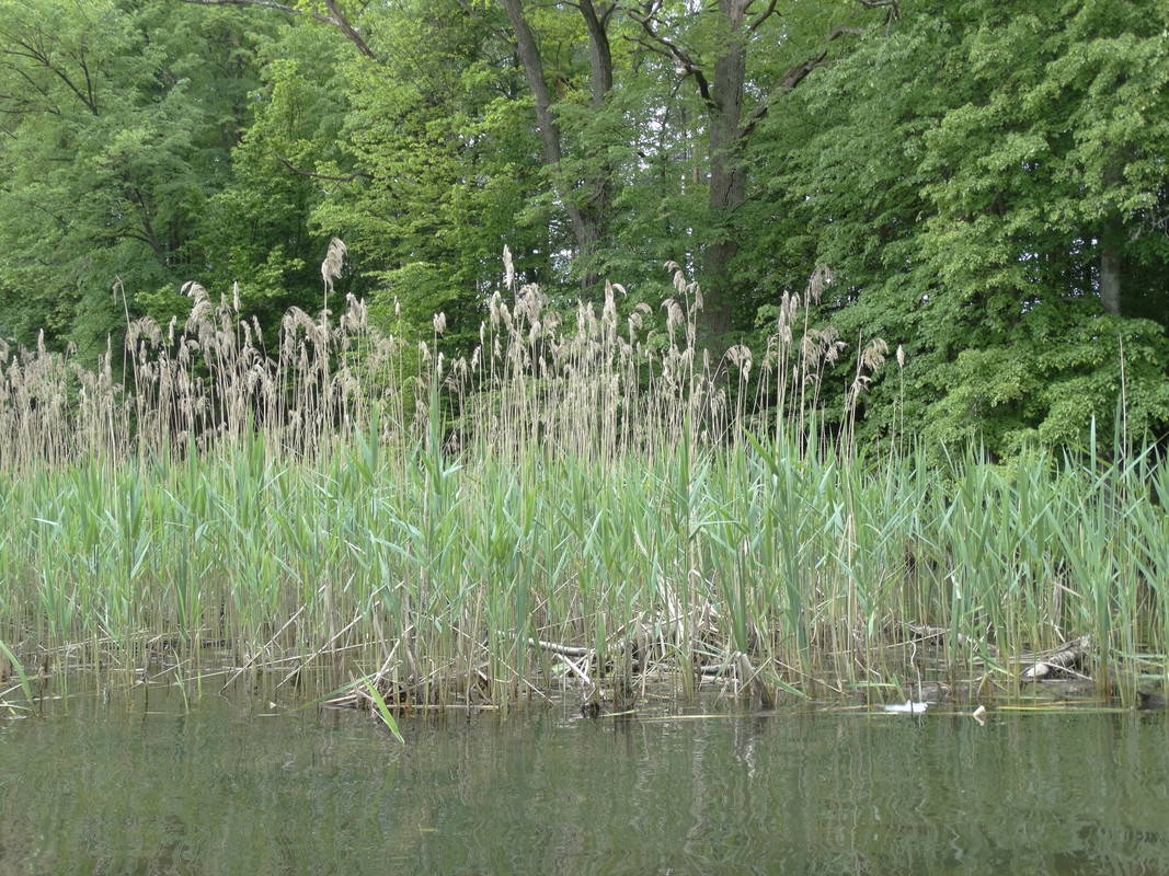 15 - DSC03933 (Czesio1)