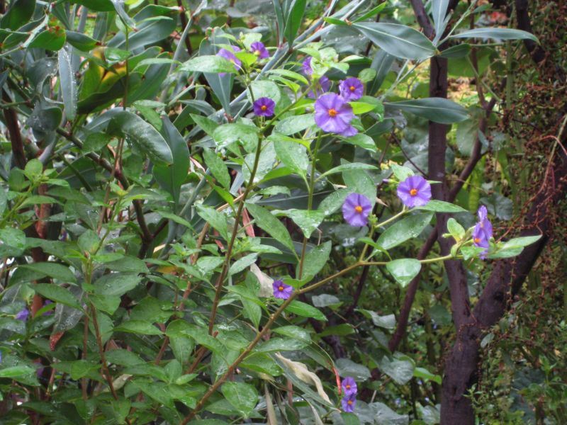 Lycianthes rantonnetii