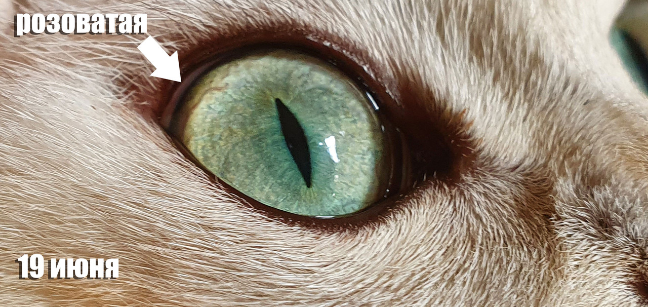 19-июня-(4)