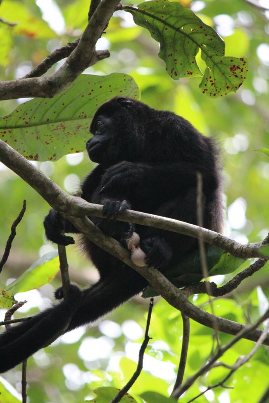 DÍA 5: PARQUE NACIONAL CAHUITA - DE TORTUGAS Y PEREZOSOS. COSTA RICA 2019 (10)