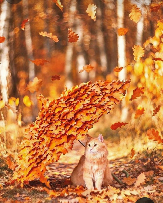 Screenshot_20231117_204804_Pinterest