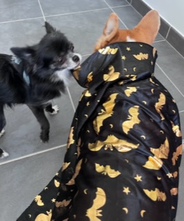 [Image: IMG-6784.jpg]