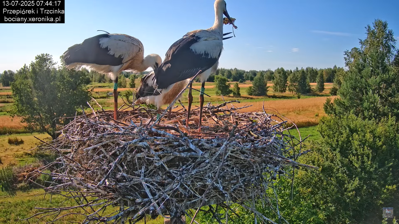 13072025bociany12