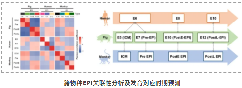 首次在单细胞水平解析猪与灵长类动物胚胎发育差异-3.png