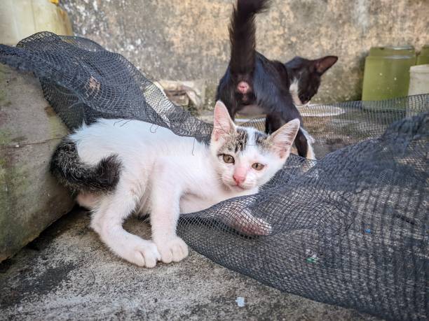 Cats headbutting