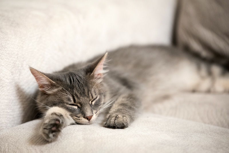 IMG-c1416a866b8b7978bc1e67e856fa6ea2-V