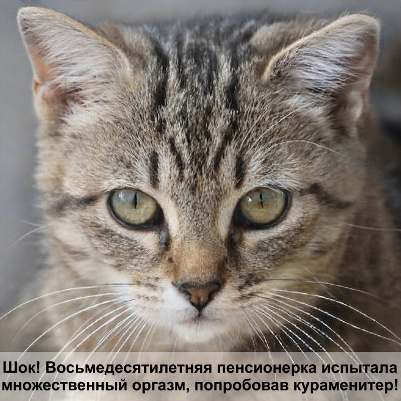 как сделать кровать для кошки