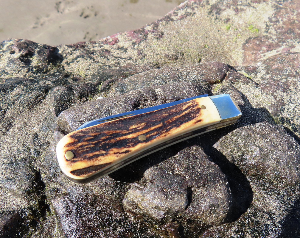 AW Small Sambar LF (2) 16-2