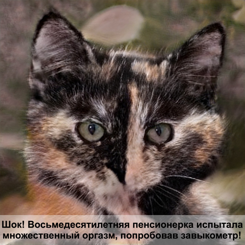 кошки породы мейн кун фото