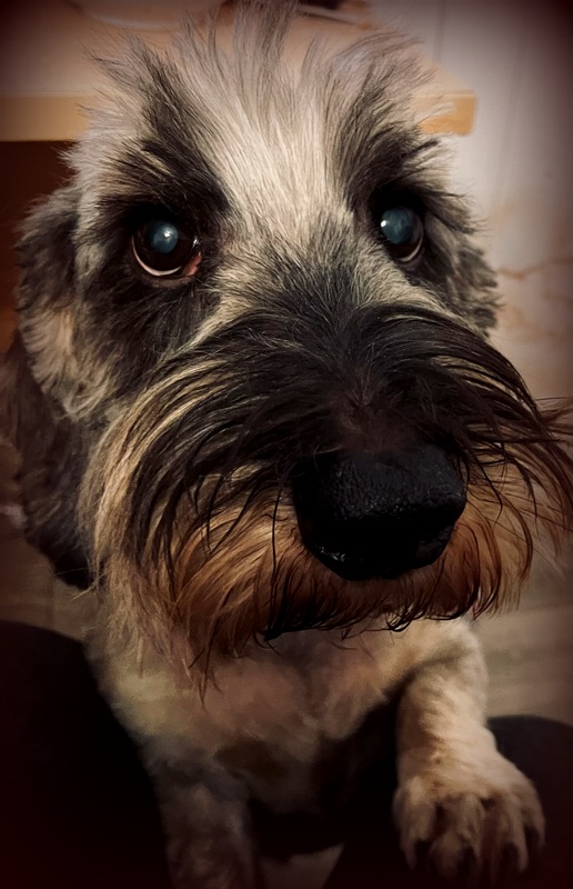 [Image: IMG-1090-MOUSTACHE.jpg]