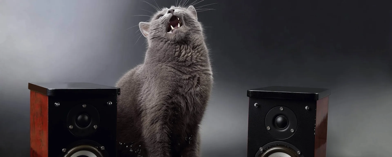 ¿Qué significa cuando un gato maúlla de noche?