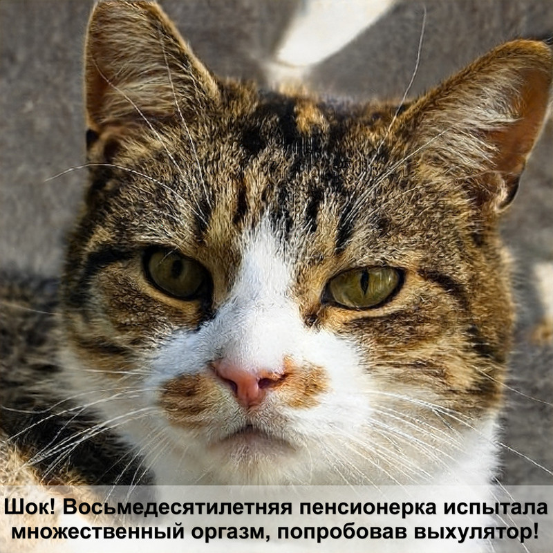 циннамон окрас ориентальных кошек