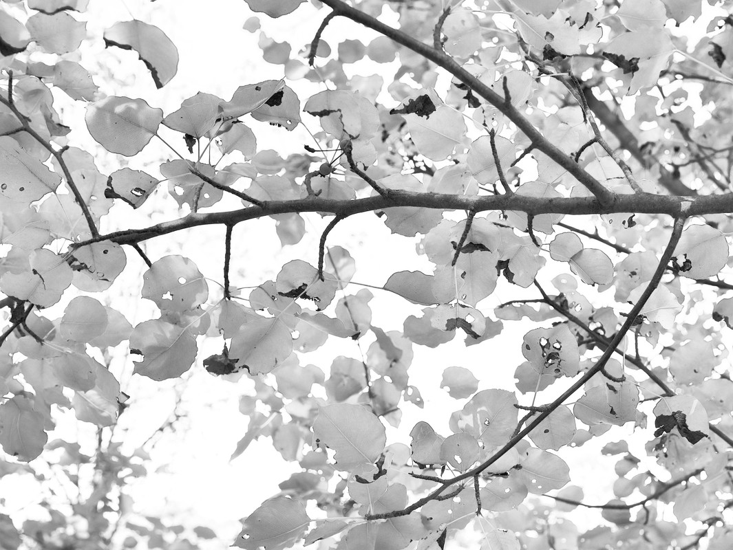 poplar-leaves-cu.jpg